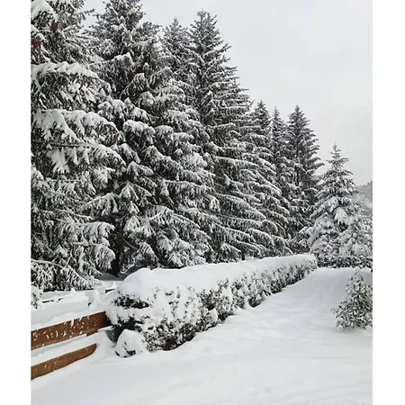 Larch Lautenthal